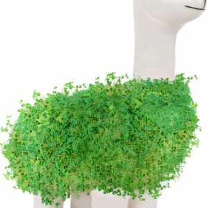Lama Chia Samen Starter-Kit Geschenk